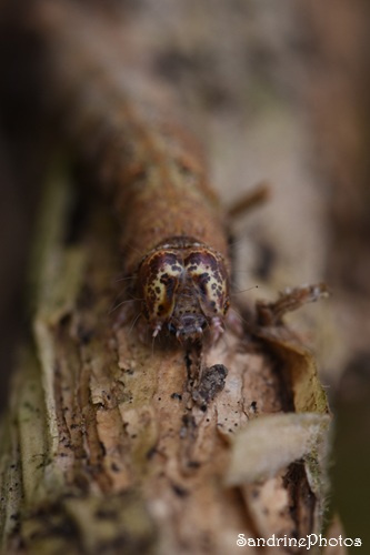 Lamprosticta culta, La Noctuelle soignée, Amphipyrinae, Noctuidae, Le Verger, Bouresse 86 (76).jpg