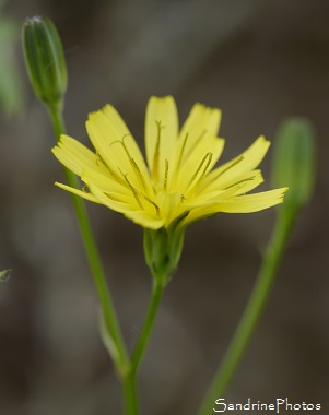 Lampsane commune, Graceline, Lampsana communis, Fleurs sauvages jaunes, Yellow wild flowers, Biodiversité, Le Verger, Bouresse, région ALPC (4)