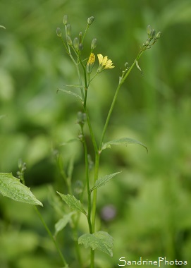 Lampsane commune, Graceline, Lampsana communis, Fleurs sauvages jaunes, Yellow wild flowers, Biodiversité, Le Verger, Bouresse, région ALPC 86 (3)