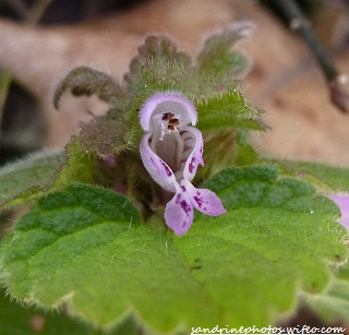 lamier purpurin petite fleur sauvage