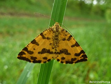 La Panthère, Pseudopanthera macularia, Papillon de nuit, Bouresse, Poitou-Charentes (2)