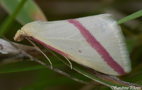 La Phalène sacrée, Rhodometra sacraria, Papillon de nuit, Moths and butterflies, Villemblée, Bouresse, Poitou-Charentes(5)