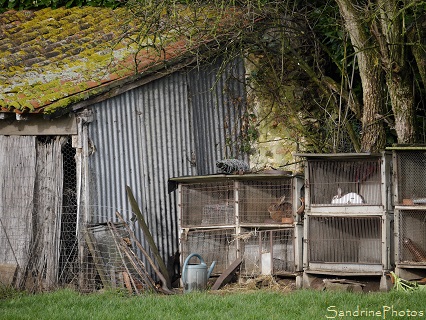 Lapins dans leurs clapiers- Animaux domestiques - Elevage - Bouresse- Poitou-Charentes
