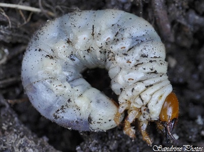 Larve de Lucane dans bois de chêne pourri, Lucanus cervus larva in rotten oak trees, Lucanidae, Coléoptères, Insectes, Bouresse, Poitou-Charentes (1)