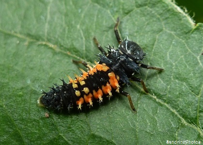 Larve de coccinelle asiatique, Asian Ladybird larva, Coléoptères,Bouresse, Poitou-Charentes (3)