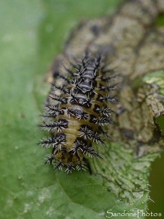 Larve de coccinelle de la Bryone, Henosepilachna argus, Coccinelle orange à points noirs sur Bryone dioque, La Planchette, Queaux (88)