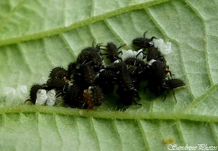 Larves de coccinelles, Ladybird`s larvas, Coléoptères, Insectes du Poitou-Charentes, insects, SandrinePhotos (9)