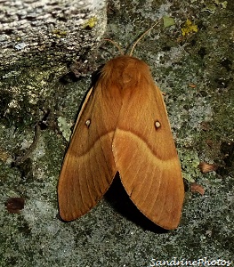 Lasiocampa quercus-Bombyx du chêne-Minime à bandes jaunes- Papillon de nuit-The Oak Eggar moth- Chenille  20 aot 2012- Bouresse-Poitou-Charentes   (3)