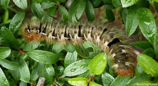 Lasiocampa quercus-Bombyx du chêne-Minime à bandes jaunes- Papillon de nuit-The Oak Eggar moth- Chenille  20 aot 2012- Bouresse-Poitou-Charentes   (5)