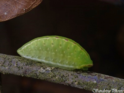 La Tortue, Apoda limacodes, The Festoon, Limacodidae, Chenille, Papillon de nuit, Moths and Butterflies, Bouresse, Poitou-Charentes(4)