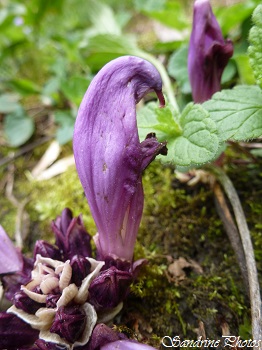 Lathrée clandestine, pourpre, Fleur parasite sans feuille ni tige, purple Wild flowers, very wet ground, Fleurs sauvages violettes du Poitou-Charentes (3)