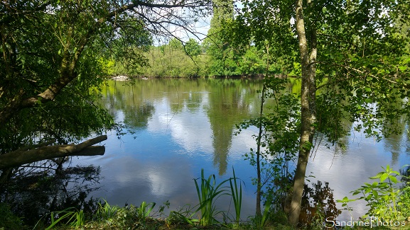 La Vienne, vue de La Planchette, Refuge LPO Queaux, Biodiversité du Sud-Vienne 86 (51)