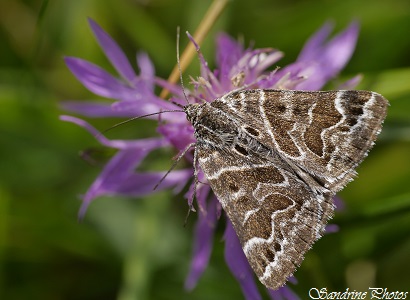 Le M noir, Euclidia mi, le Mi, Callistege mi, Papillons de nuit, Moths and butterflies of Poitou-Charentes, Les Roches-Prémarie (133)
