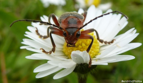 Le Moine, Cantharis rustica, Cantharidae, Coléoptères, Insectes du Poitou-Charentes, Bouresse (4)