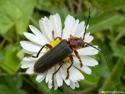 Le Moine, Cantharis rustica, Cantharidae, Coléoptères, Insectes du Poitou-Charentes, Bouresse 86