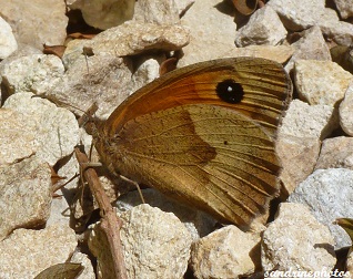 Le Myrtil Maniola jurtina Papillons de jour Bouresse Poitou-Charentes 