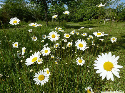 Le nez dans les marguerites Mon jardin à Bouresse dans lequel je prends un grand nombre de mes photos Poitou-Charentes