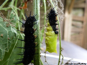 Le Paon de jour, de la chenille au papillon, Inachis io, the european peacock butterfly, breeding of caterpillars, from chrysalis to butterfly, Bouresse, Poitou-Charentes, France (3)