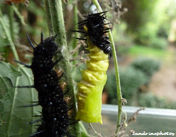 Le Paon de jour, de la chenille au papillon, Inachis io, the european peacock butterfly, breeding of caterpillars, from chrysalis to butterfly, Bouresse, Poitou-Charentes, France (5)