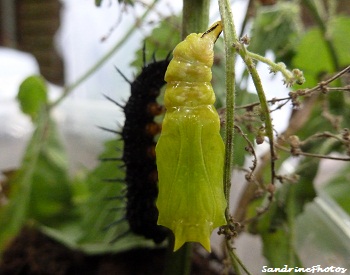 Le Paon de jour, de la chenille au papillon, Inachis io, the european peacock butterfly, breeding of caterpillars, from chrysalis to butterfly, Bouresse, Poitou-Charentes, France (7)