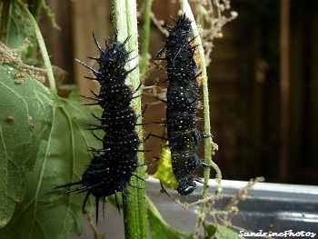 Le Paon de jour, de la chenille au papillon, Inachis io, the european peacock butterfly, breeding of caterpillars, from chrysalis to butterfly, Bouresse, Poitou-Charentes, France