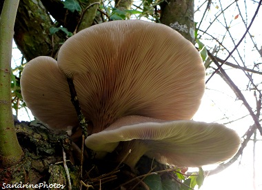 Le Pleurote en forme d`huître. Pleurotus ostreatus. Champignon basidiomycète Bouresse, Poitou-Charentes, 23 décembre 2012 (14)