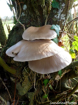 Le Pleurote en forme d`huître. Pleurotus ostreatus. Champignon basidiomycète Bouresse, Poitou-Charentes 23 décembre 2012 (9)