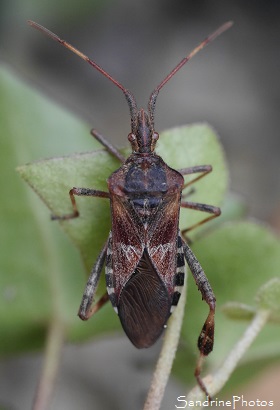 Leptoglossus occidentalis, la Punaise américaine du pin, Coreidae, Insectes, Bouresse, Biodiversité en région Nouvelle-Aquitaine (10) (2)