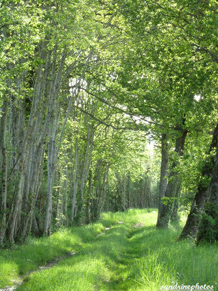 le Poiroux Chemin du Poiroux Bouresse Poitou-Charentes GF(21)