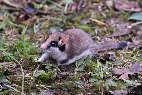 Lérot, Eliomys quercinus, rongeurs, animaux sauvages, Faune, le Verger Bouresse 86 Sud Vienne (24)