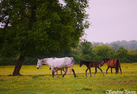 Les Ages, Bouresse, Chevaux dans un pré, Horses in a field, Campagne, Animals of the Country-side, Poitou-Charentes, France (2)