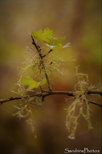 Les Cubaux, Lichen sur branche d`aubépine, Bois, refuge biodiversité, Queaux (61)