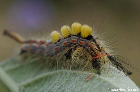 L`Etoilée, Orgyia antiqua, Papillon de nuit , Lymantridae, Bombyx, Chenille, Caterpillar, Bouresse, le Verger, 86, Sud-Vienne, Poitou, Biodiversité en région Nouvelle-Aquitaine (24)