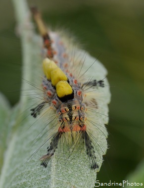 L`Etoilée, Orgyia antiqua, Papillon de nuit , Lymantridae, Bombyx, Chenille, Caterpillar, Bouresse, le Verger, Sud-Vienne, Poitou, Biodiversité en région Nouvelle-Aquitaine (26)