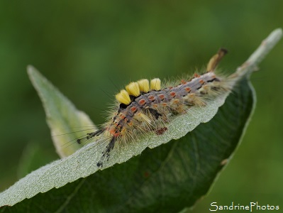 L`Etoilée, Orgyia antiqua, Papillon de nuit , Lymantridae, Bombyx, Chenille, Caterpillar, Bouresse, le Verger, Sud-Vienne, Poitou, Biodiversité en région Nouvelle-Aquitaine (27)