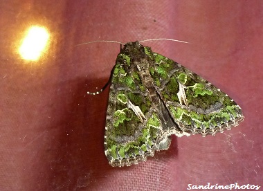 Le volant doré, Trachea Atriplicis, green Orache Moth, 14 aot 2012 Bouresse Poitou-Charentes France