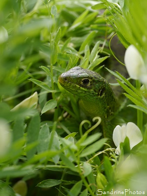 Lézard vert occidental jeune mâle dans Vesces jaunes, Lacerta bilineata, Reptiles,  Jardin, le Verger, Bouresse, Sud-Vienne, Poitou, Biodiversité en région Nouvelle Aquitaine (9)