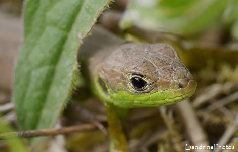 Lézard vert occidental juvénile, Lacerta bilineata, Young lizard, Reptiles du Poitou-Charentes, Jardin, Le Verger, Bouresse (34)