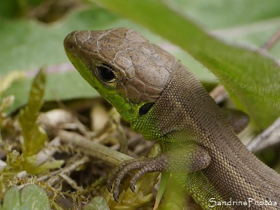 Lézard vert occidental juvénile, Lacerta bilineata, Young lizard, Reptiles du Poitou-Charentes, Jardin, Le Verger, Bouresse (35)