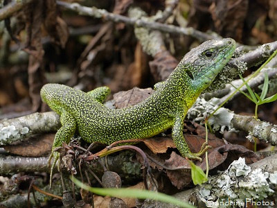 Lézard vert occidental mâle sur le tas de bois,Lacerta bilineata, reptiles,  Jardin, le Verger, Bouresse, Sud-Vienne, Poitou, Biodiversité en région Nouvelle Aquitaine (30)