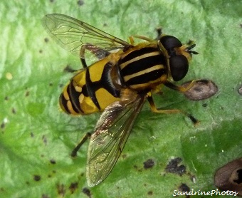 L`hélophile suspendu-Helophilus pendulus-Syrphidae Insectes diptères Bouresse Poitou-Charentes-SandrinePhotos