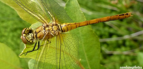 Libellule Sympetrum Sanguineum Sympétrum sanguin Bouresse Poitou-Charentes Sandrinephotos