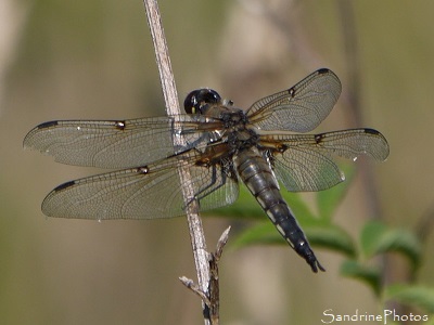 Libellule à quatre taches, Libellula quadrimaculata, Odonates, Libellule près de la mare, le Verger, Bouresse, Sud-Vienne 86