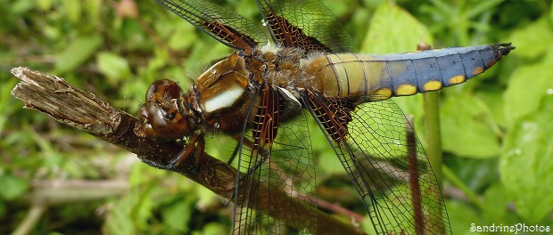 Libellule déprimée, Libellula depressa, Dragonflies, Bouresse, Poitou-Charentes, 25 mai 2013, 86