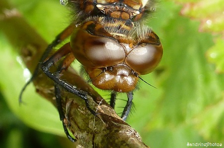 Libellule déprimée, Libellula depressa, Dragonfly, Gros plan sur la tête, Bouresse, Poitou-Charentes, 25 mai 2013 (48) (9)