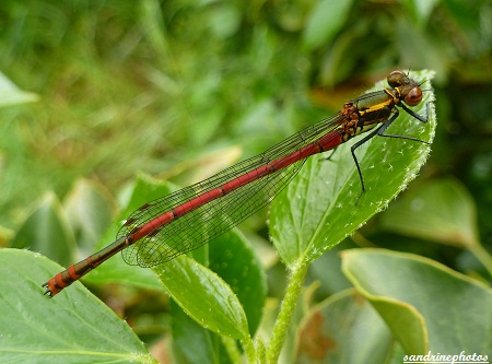 libellule rouge nymphe au corps de feu Pyrrhosoma nymphula Demoiselle Odonates insectes du Poitou-Charentes Bouresse GF