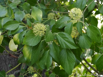 Lierre en fleurs, Hedera helix, Arbustes du Jardin et des haies sauvages, le Verger, Bouresse, 86, Biodiversité en Région Nouvelle-Aquitaine (15)