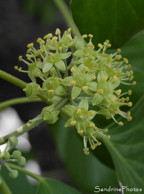 Lierre en fleurs, Hedera helix, Arbustes du Jardin et des haies sauvages, le Verger, Bouresse, 86, Biodiversité en Région Nouvelle-Aquitaine (16)