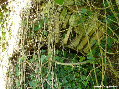 Lieu-dit du Coudret à Bouresse Poitou-Charentes(36)