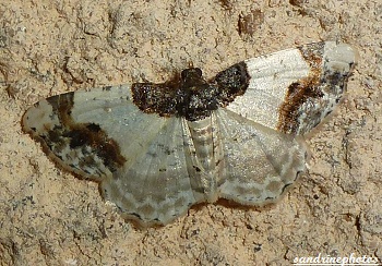 Ligdia Adustata, la phalène du Fusain, Papillon de nuit, Spindle-tree nightfly ,Moth, Bouresse Poitou-Charentes France 
